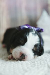 Portrait of puppy resting