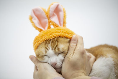 Close-up of cat against white background