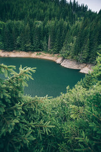 Scenic view of forest against sky