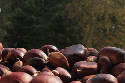 Close-up of blueberries