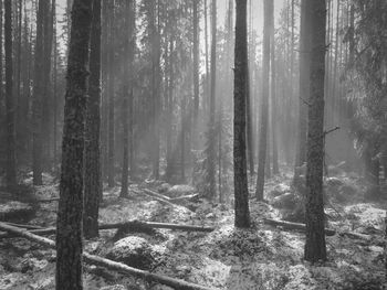 Trees in forest