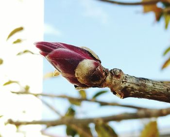 Close-up of lizard on tree against sky