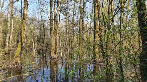 Bare trees in forest