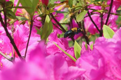 Close-up of insect on pink flower