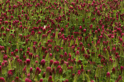 Full frame shot of poppy field