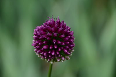 Close-up of pink flower