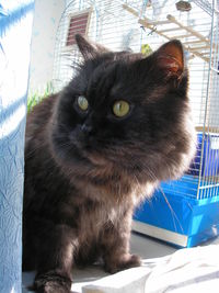 Close-up portrait of cat at home