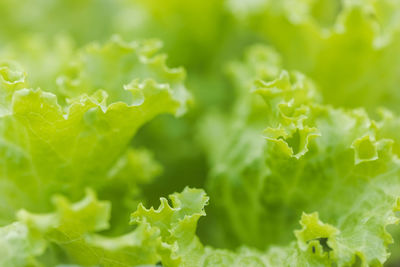 Full frame shot of green leaves