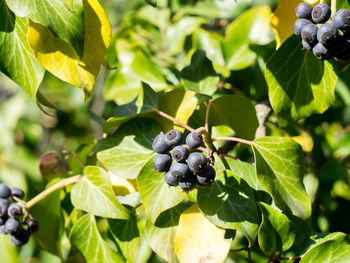 Close-up of grapes growing on plant