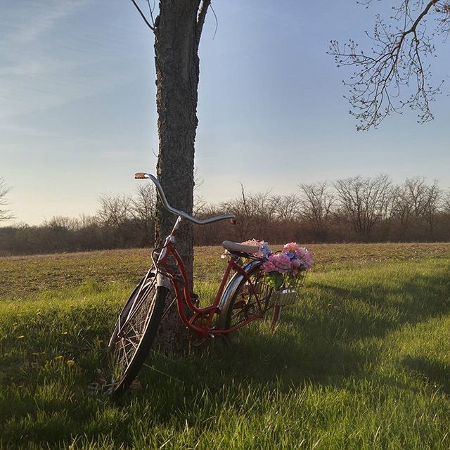 grass, field, tree, landscape, tranquility, tranquil scene, sky, growth, nature, bare tree, grassy, rural scene, branch, beauty in nature, scenics, plant, tree trunk, absence, day, outdoors