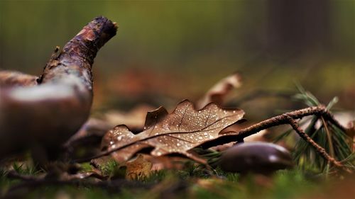 Close-up of dry leaf on grass