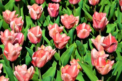 Close-up of pink tulips