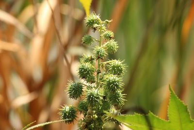 Close-up of cactus plant