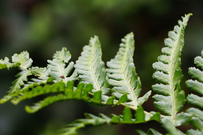 Close-up of fresh green leaves