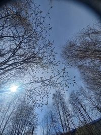 Low angle view of silhouette trees against sky