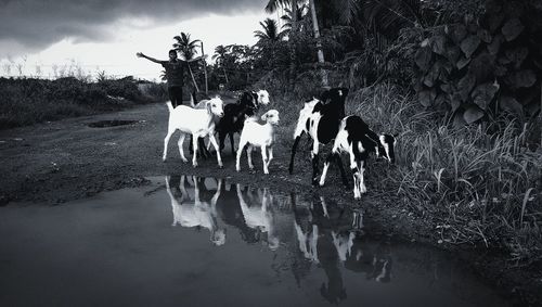 Group of people on shore against sky