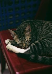 Close-up of cat sleeping on table