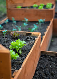 Close-up photo of lettuce growing in raised bed wooden planters in garden