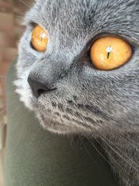 Close-up of cat