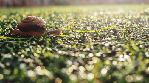 Close-up of leaves on field