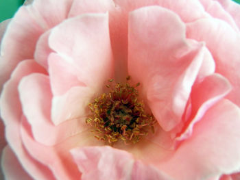 Close-up of pink flower