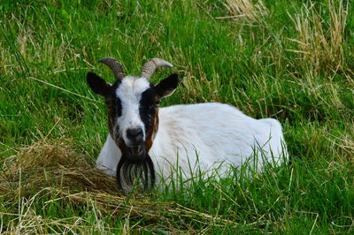 Close-up of goat on grassy field