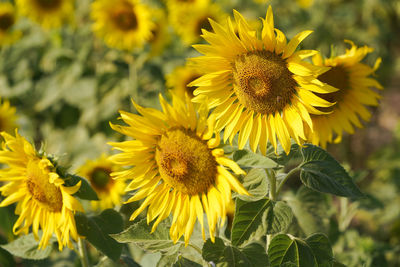 Close-up of yellow sunflower