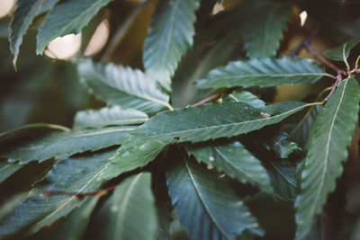 Close-up of fresh green plant