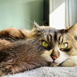 Relaxing cat 