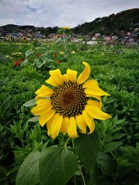 Close-up of sunflower on field against sky