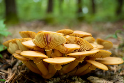 Close-up of mushrooms growing on field