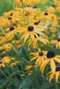 Close-up of yellow flowering plant