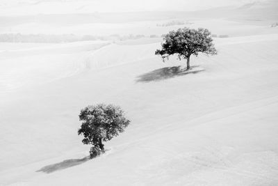 Trees on snow covered landscape