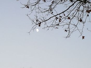 Low angle view of bare tree against clear sky