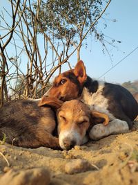 Low angle view of cat on tree