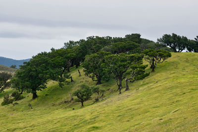 Trees on field against sky