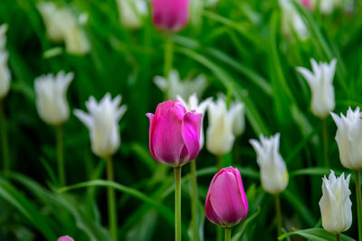 Close-up of purple tulips on field