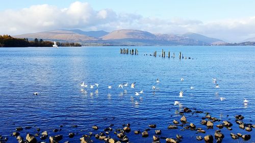 Swans swimming in lake against sky