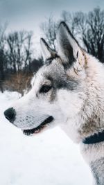 Close-up of dog looking away