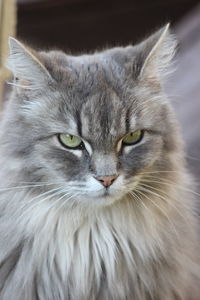 Close-up portrait of a cat