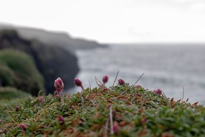 Close-up of flowering plants by sea against sky