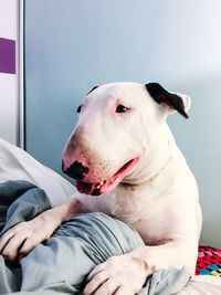 Close-up of dog sitting on bed