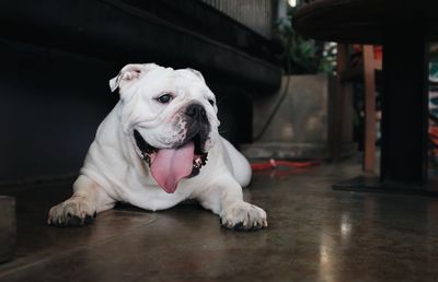 Dog lying on floor at home