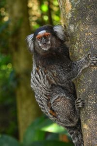 Portrait of monkey sitting on tree in forest