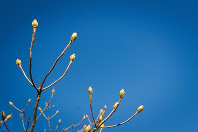 Low angle view of flowering plant against clear blue sky