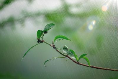 Close-up of wet plant
