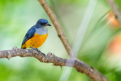 Close-up of bird perching on branch