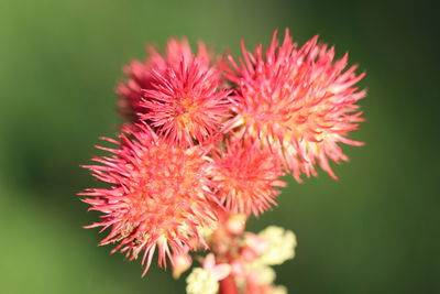 Close-up of red flowering plant