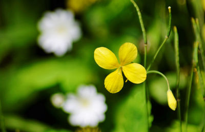 Close-up of yellow flowering plant in park