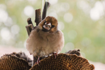 Close-up of young bird perching outdoors